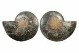 Cut & Polished Ammonite Fossil - Unusual Black Color #241534-1
